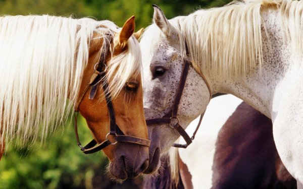 пара лошадей