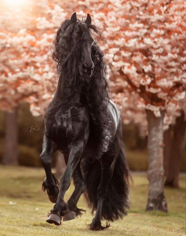 фризский жеребец фридрих великий