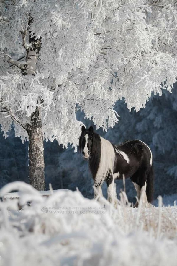 лошади зима