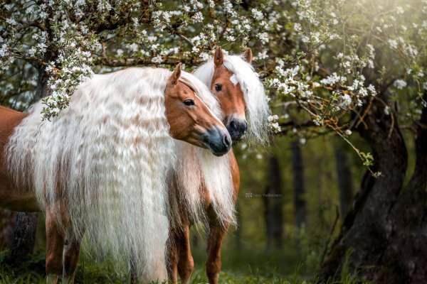 жеребенок хафлингер