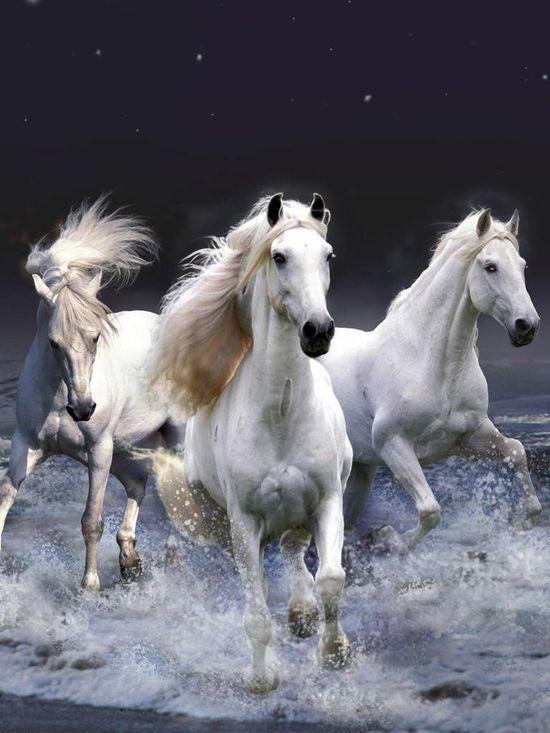 три белых коня