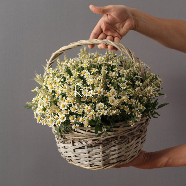 матрикария букет