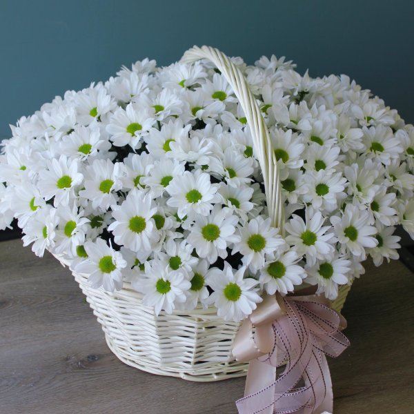 хризантемы белые ромашковые