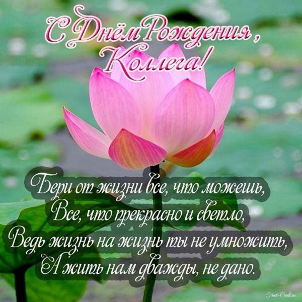 цветки лотоса