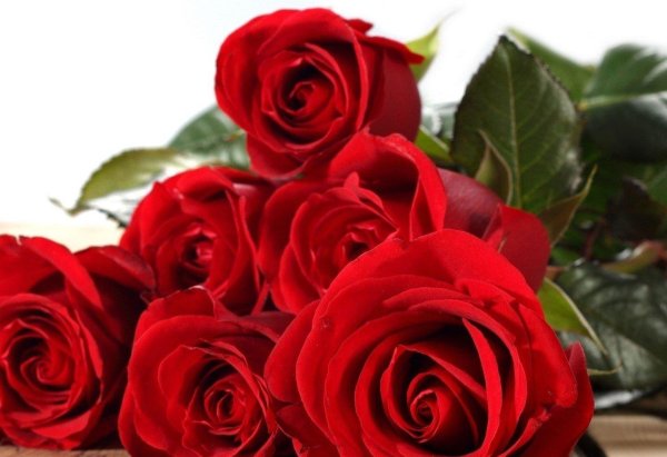 красная роза