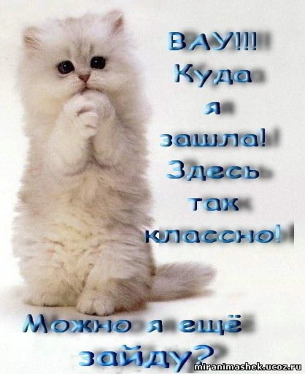 котик просит прощения