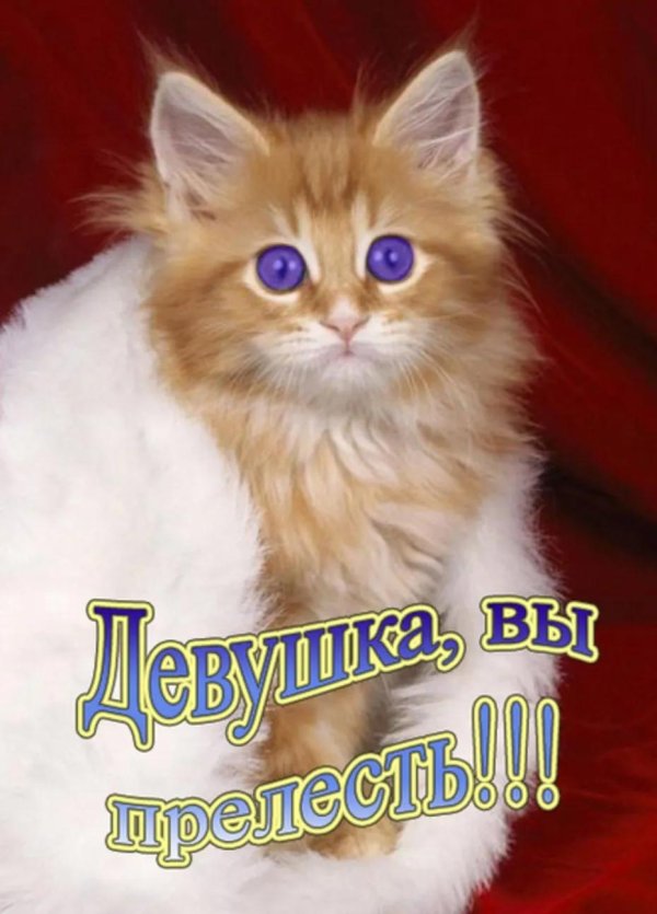 рыжие котята