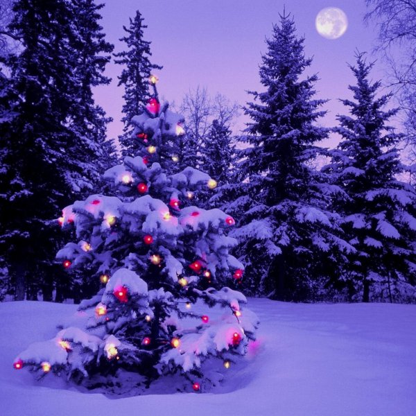 новогодний лес