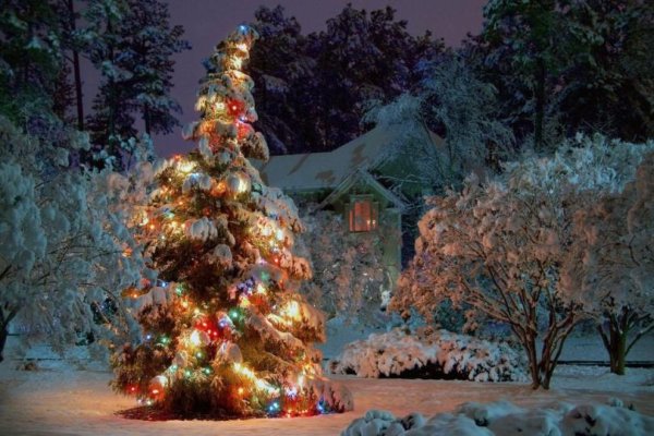 новогодний лес