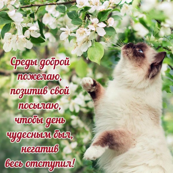 добрая среда