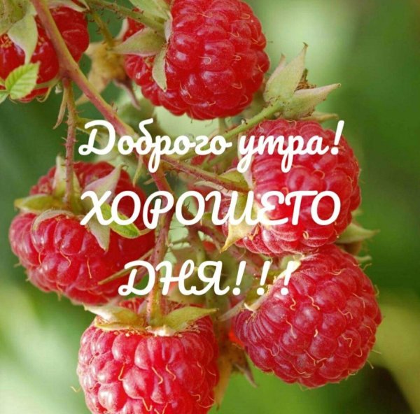 доброе малиновое утро