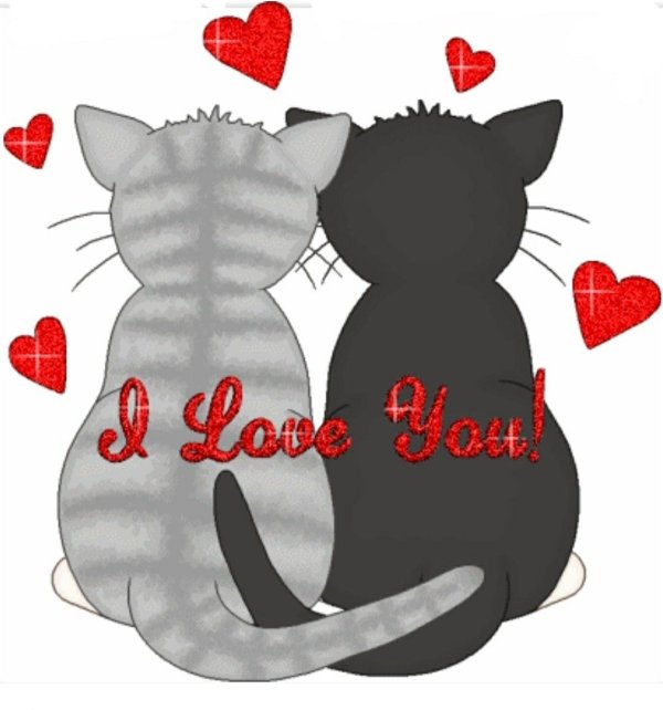 любимому котику