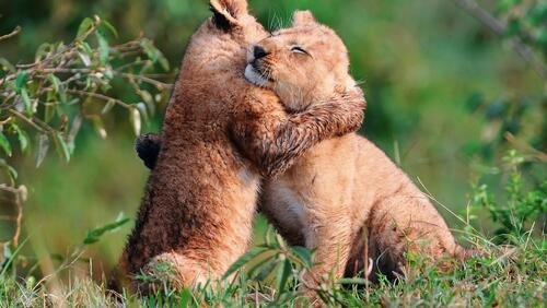 лев львенок