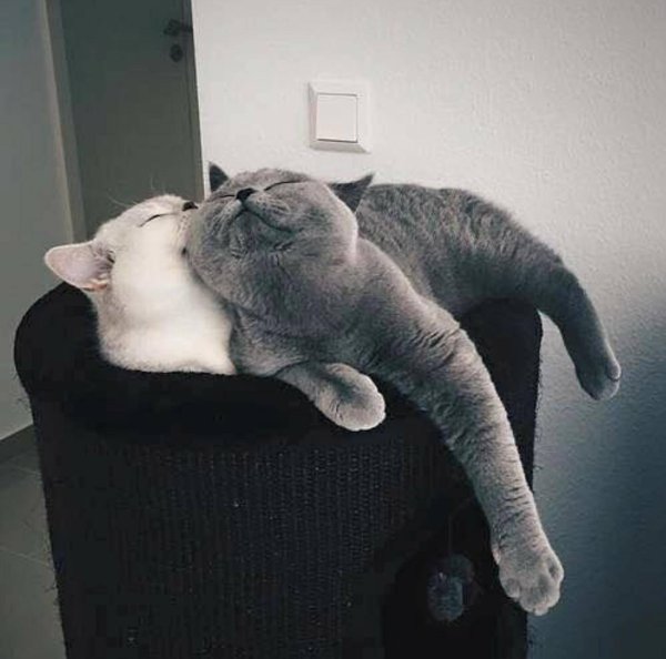 британские коты обнимаются