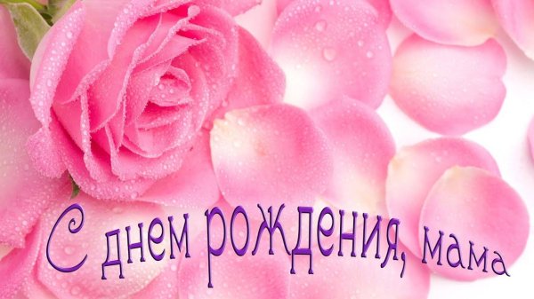 розовая роза