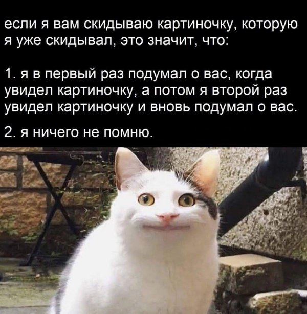 кошка мем