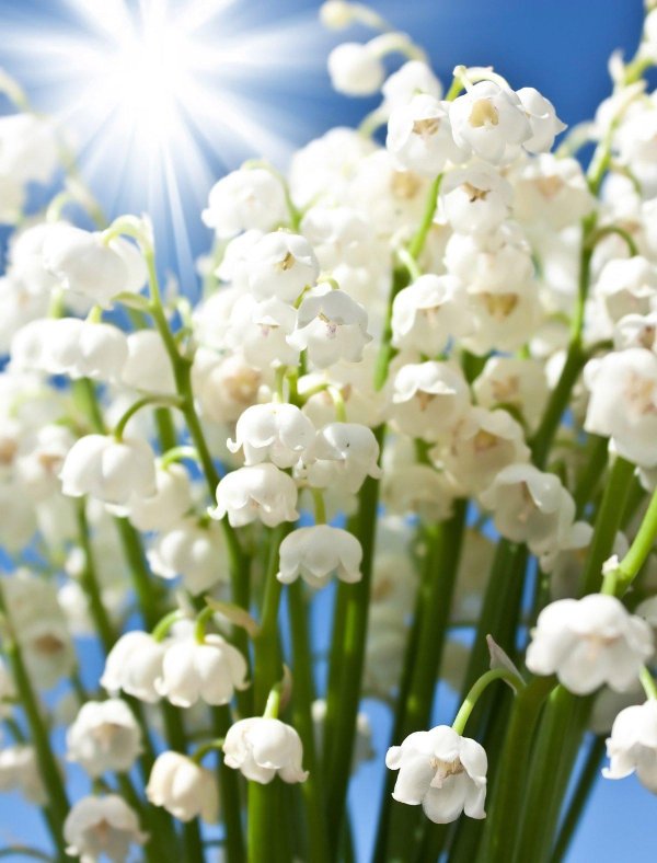 цветок ландыша