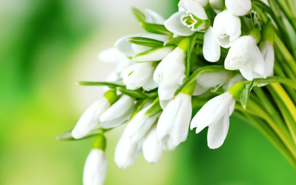 С цветами весенними