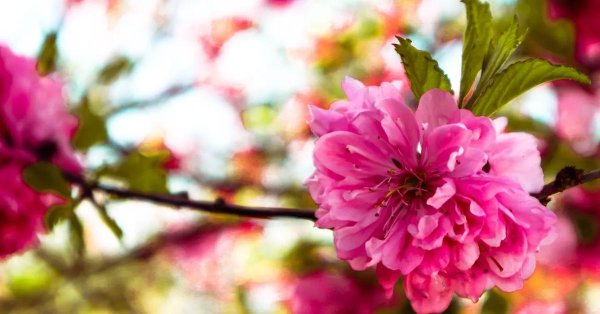 цветение весны нежность