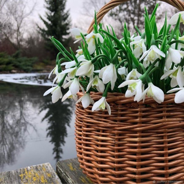 терра фьорри подснежники