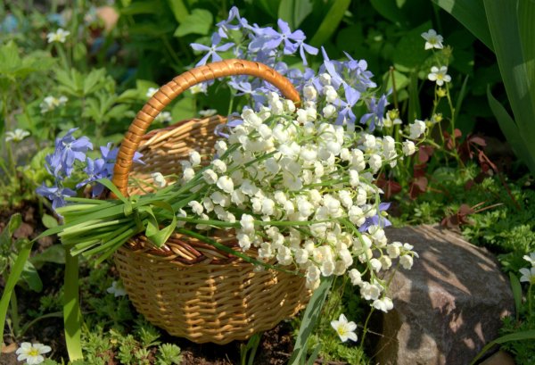 ландыши первоцветы