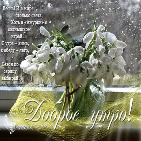 доброе утро с подснежниками