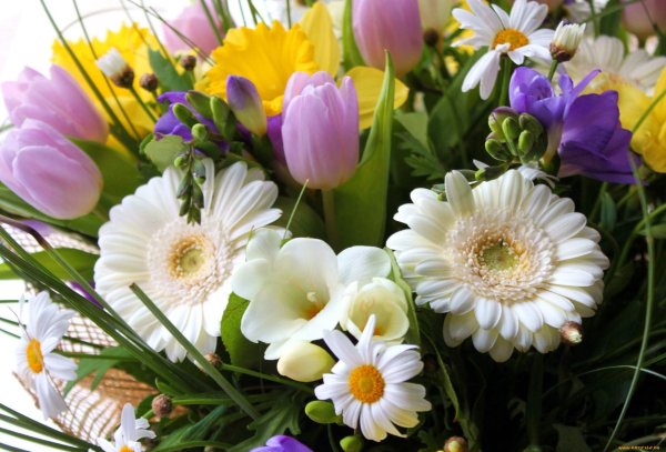 гербера садовая белая