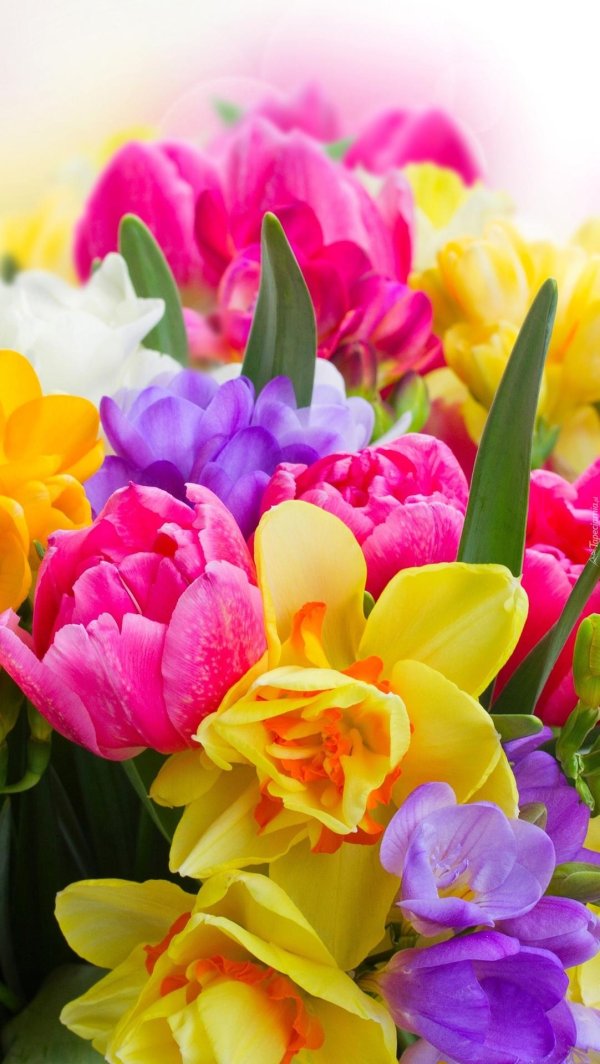 мимоза фрезии тюльпаны