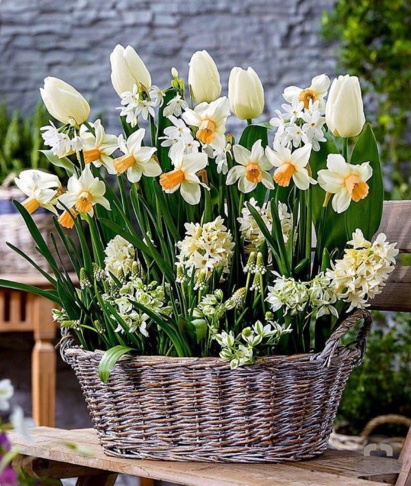 нарцисс голден беллс