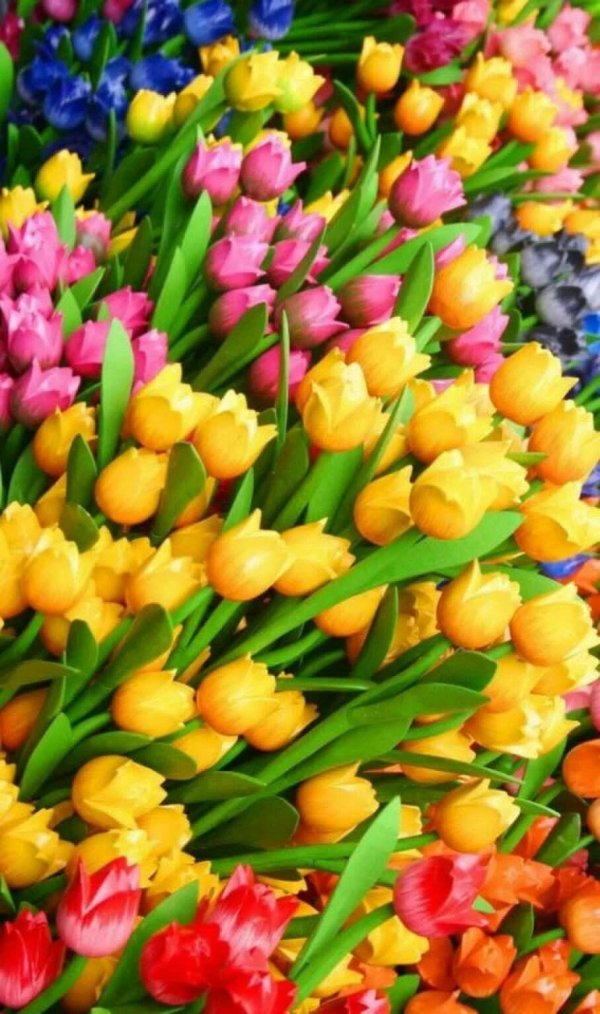 тюльпаны цветные