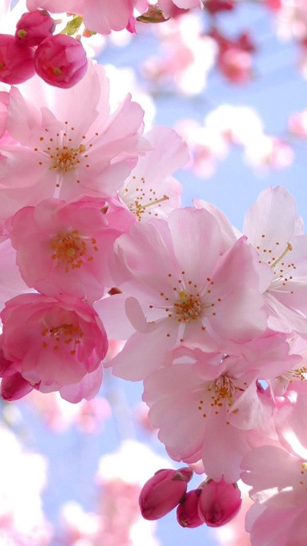 цветущая сакура