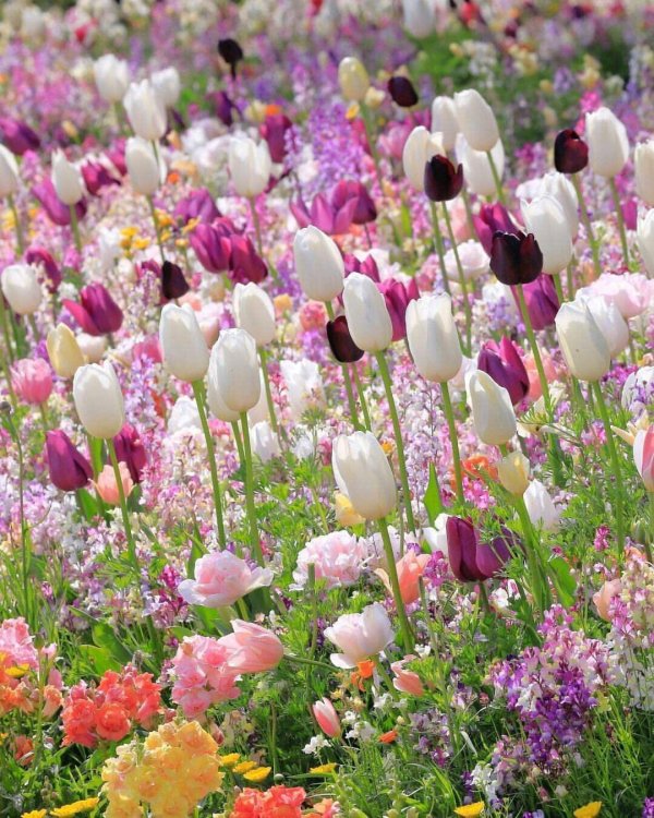 тюльпаны клумба