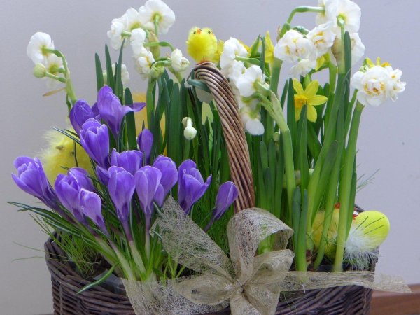 нарциссы первоцветы луковичные