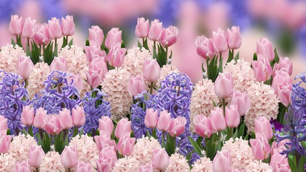 многолетники луковичные гиацинт