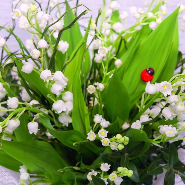 ландыш обыкновенный