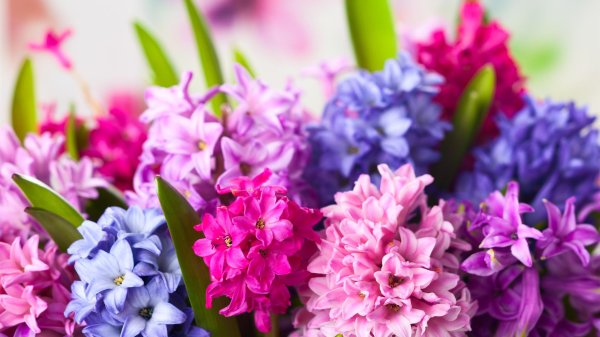 гиацинт многоцветный