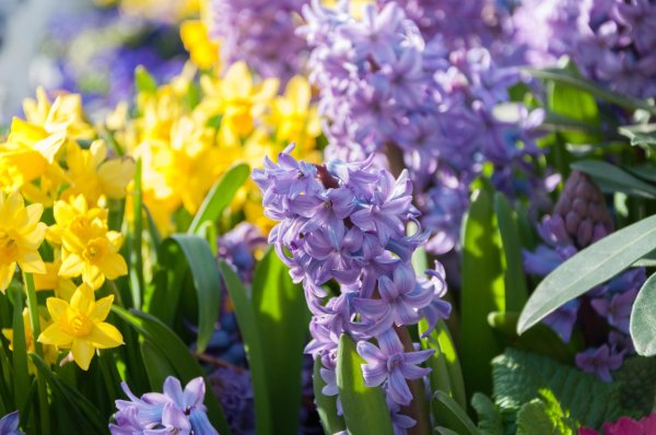 гиацинтовые нарциссы