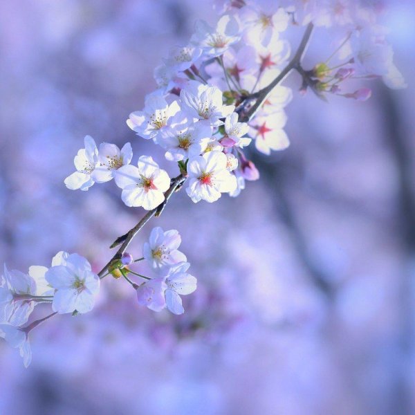 цветущая вишня