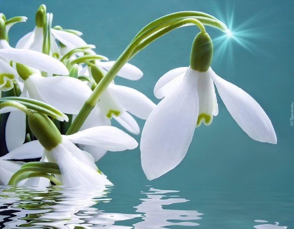 весна подснежник