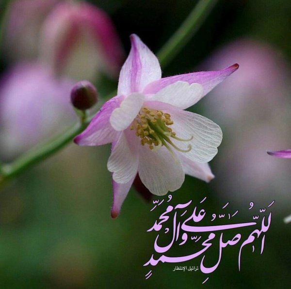 аквилегия колумбийская