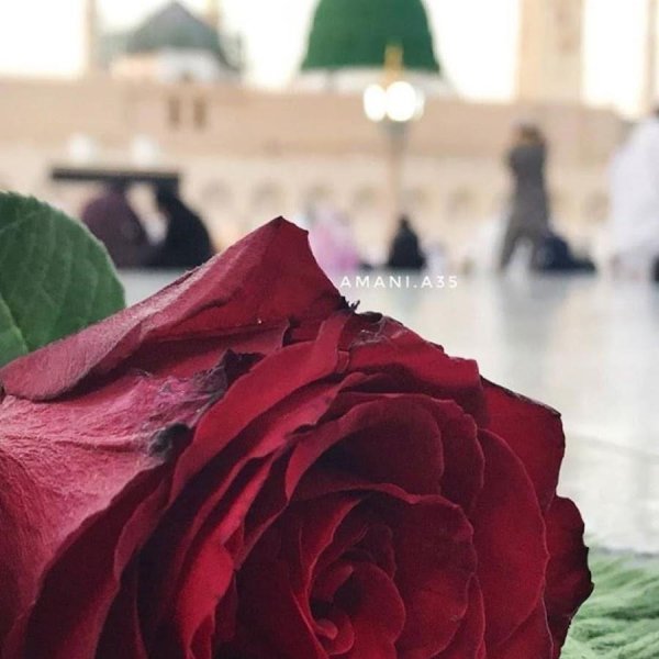 исламские розы