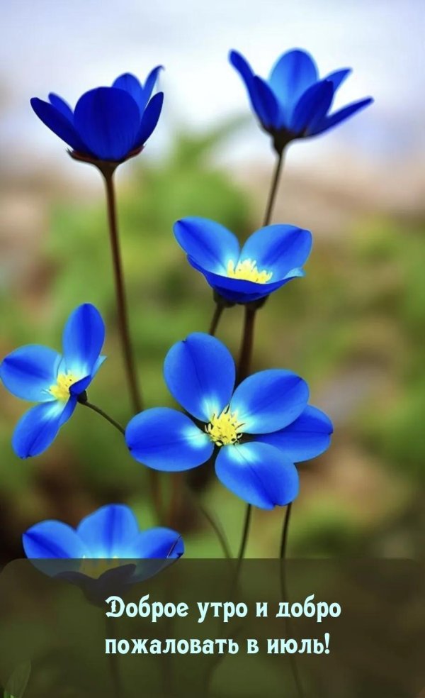 cиний цветок