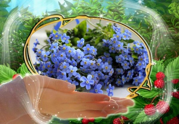 цветок незабудка