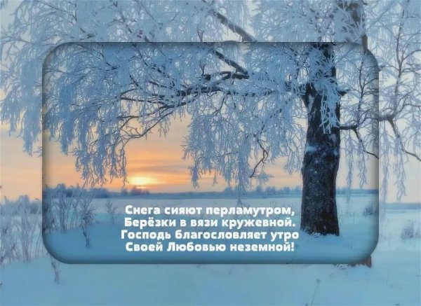 береза зимой