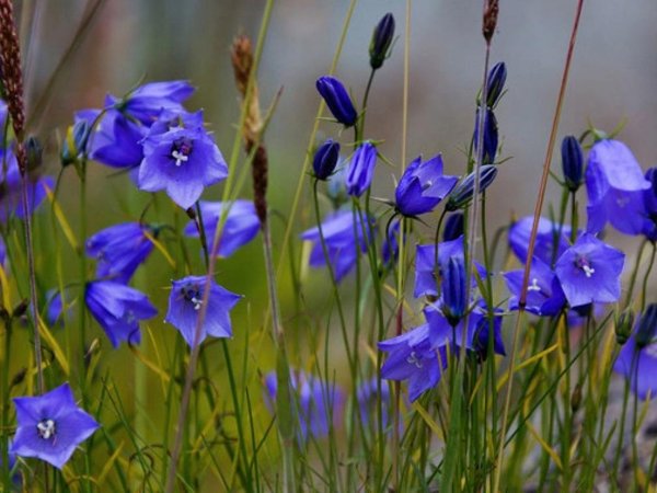 колокольчик узколистный