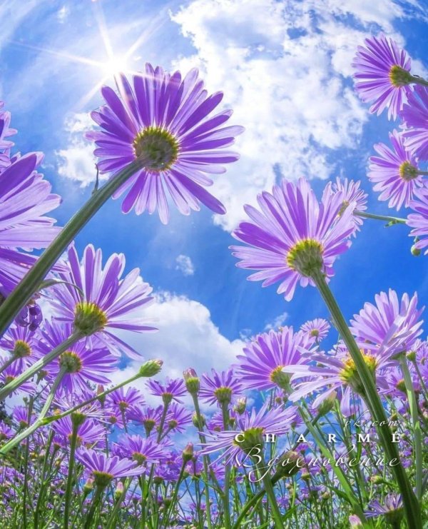 сиреневая ромашка