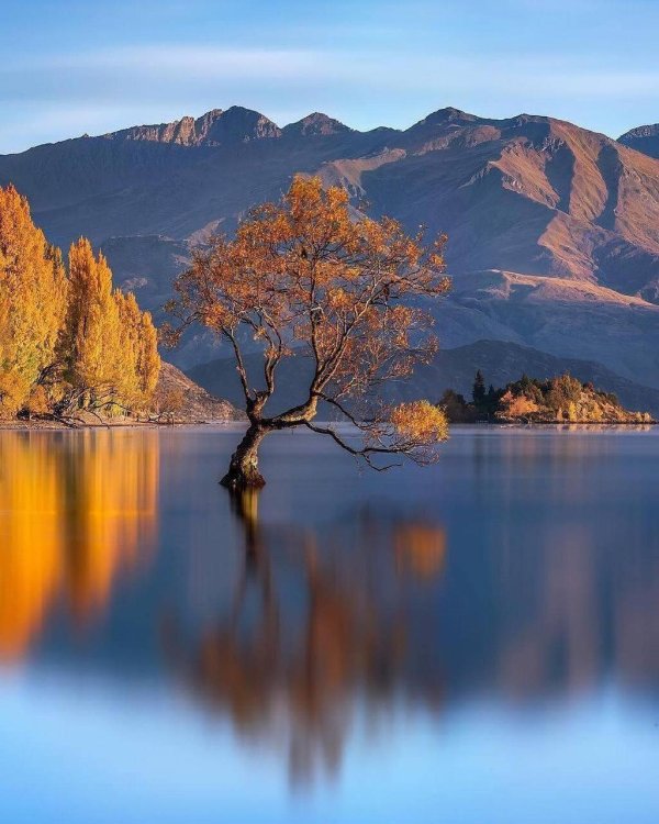 дерево ванака новая зеландия