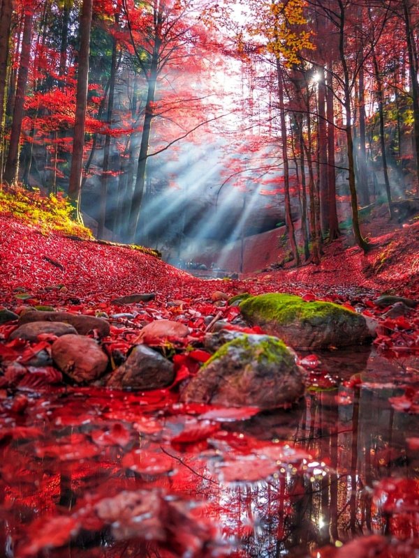 пейзаж осеннего леса