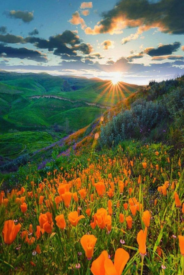 калифорнийский мак эшшольция