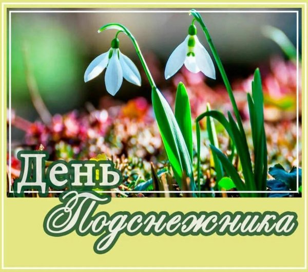 первоцветы галантусы